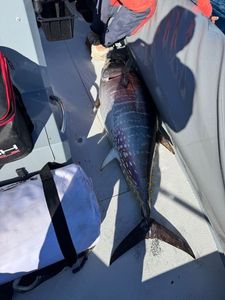 Bluefin Tuna