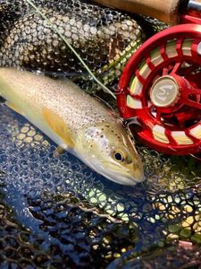 Brown Trout