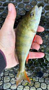 European Perch