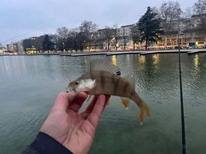 European Perch