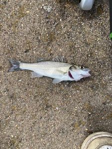 European Bass (Seabass)