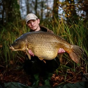 Common Carp