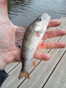 European Perch