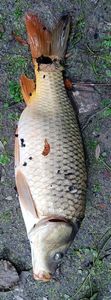 Common Carp