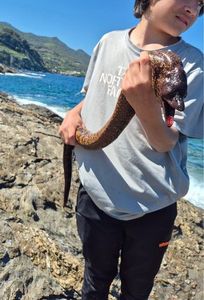 Mediterranean Moray