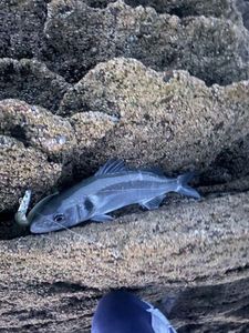 European Bass (Seabass)