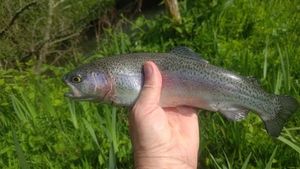 Rainbow Trout