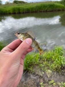 European Perch