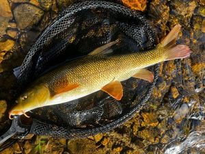 Barbel