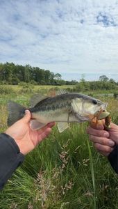 Largemouth Bass