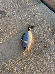 Saddled Seabream