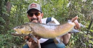 Brown Trout