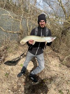 Northern Pike