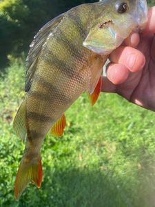 European Perch