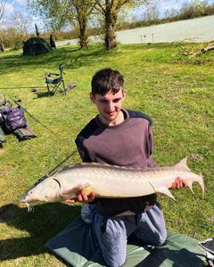 Sturgeon