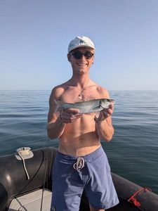 European Bass (Seabass)