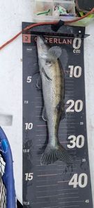 Zander