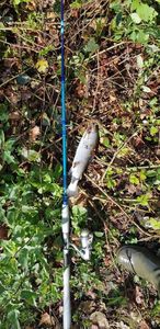 Rainbow Trout