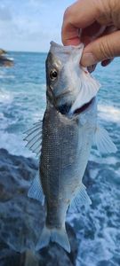 European Bass (Seabass)