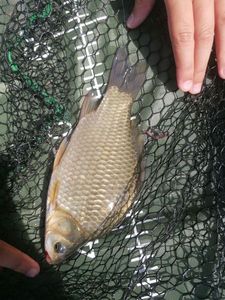 Crucian Carp