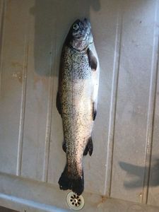 Rainbow Trout