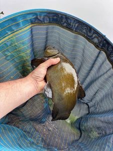 Tench