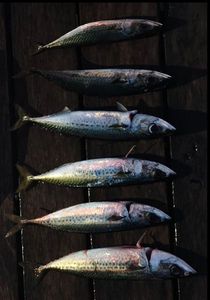 Mackerel