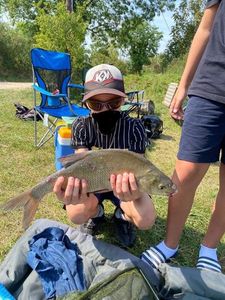 Common Bream