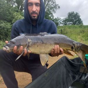 Mirror Carp