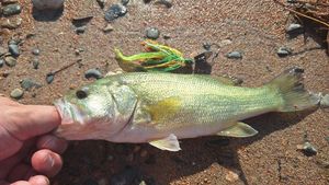 Largemouth Bass