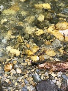 Rainbow Trout