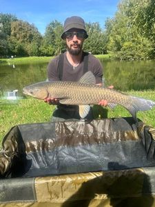 Grass Carp