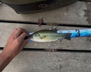 Largemouth Bass