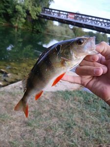 European Perch