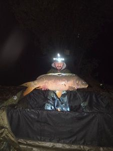 Mirror Carp