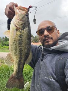 Largemouth Bass