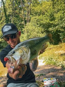 Largemouth Bass