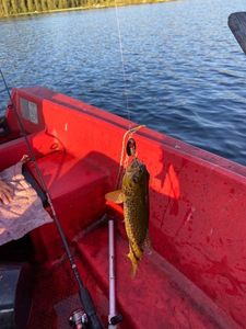 Brown Trout