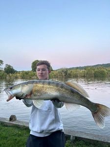 Zander