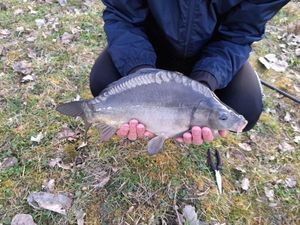 Mirror Carp