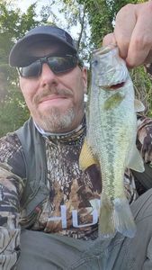 Largemouth Bass