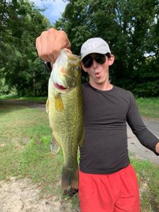 Largemouth Bass