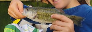 Smallmouth Bass