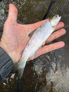 Sea Trout