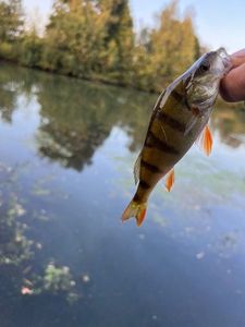 European Perch