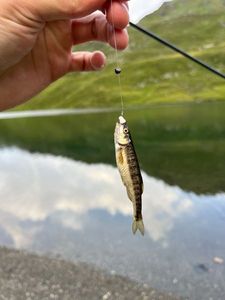 Common Minnow