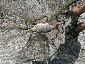 Roach