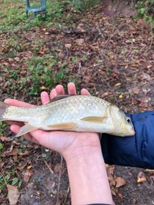 Crucian Carp