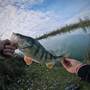 European Perch
