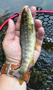Brown Trout